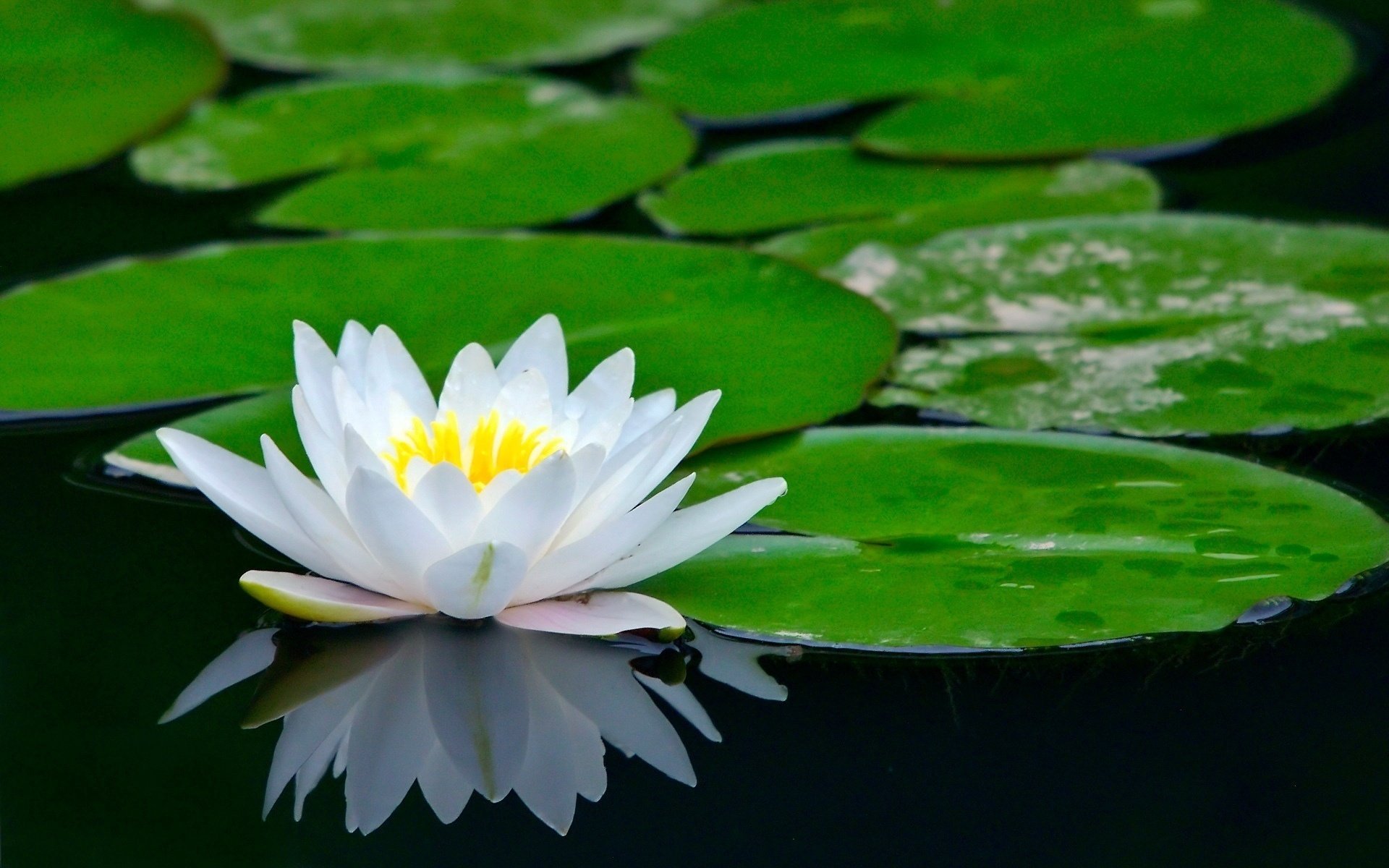 estanque lirio de agua flor loto