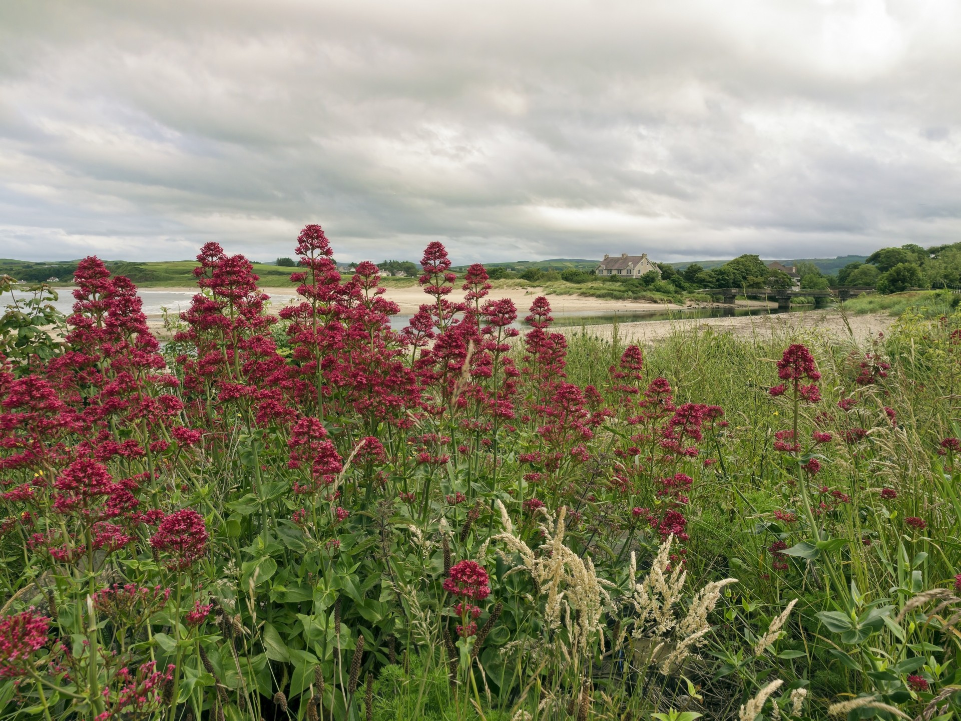 landscape nature bridge grass house flower river northern ireland county antrim jacket