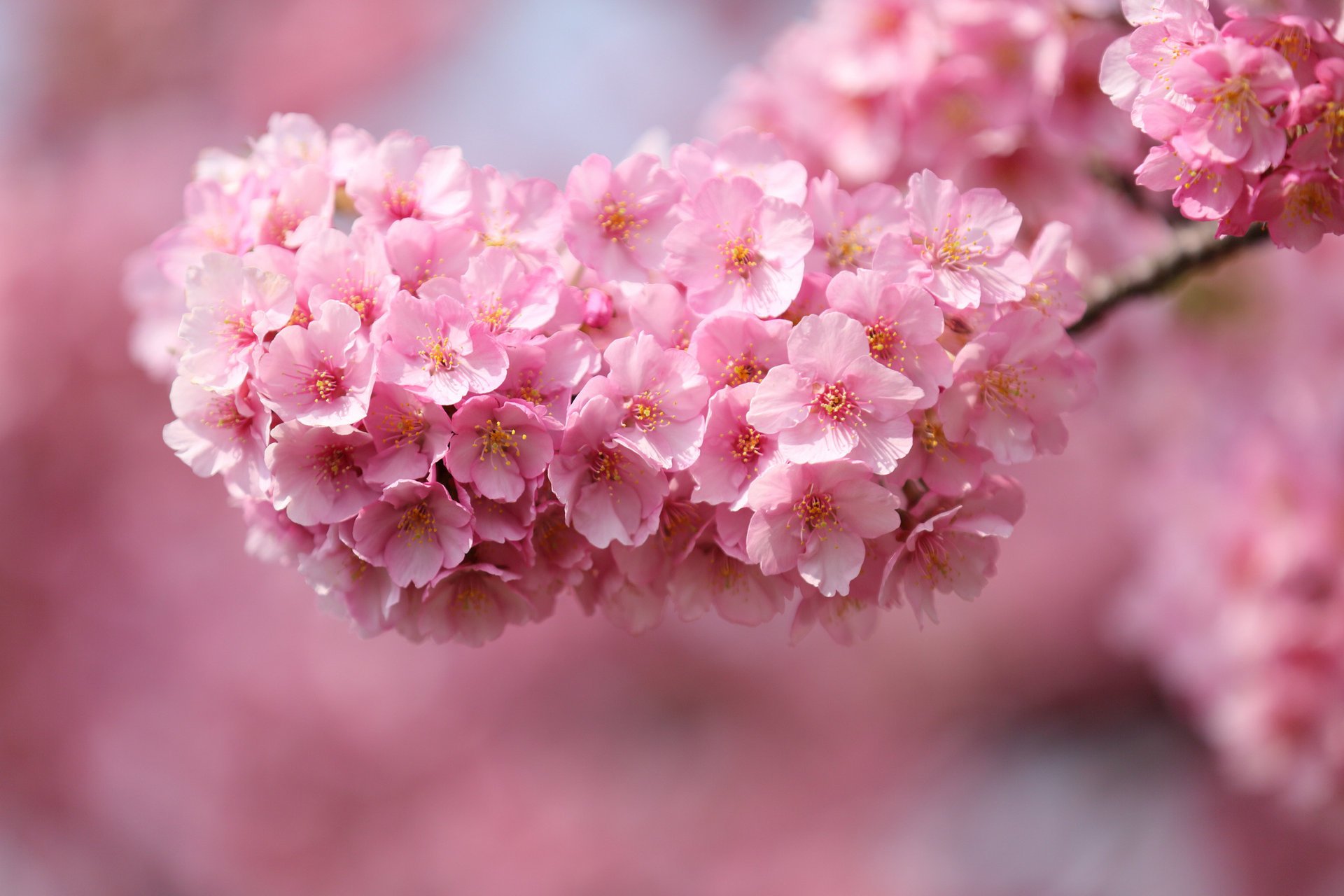 flowers cherry japan pink tree sakura sprig