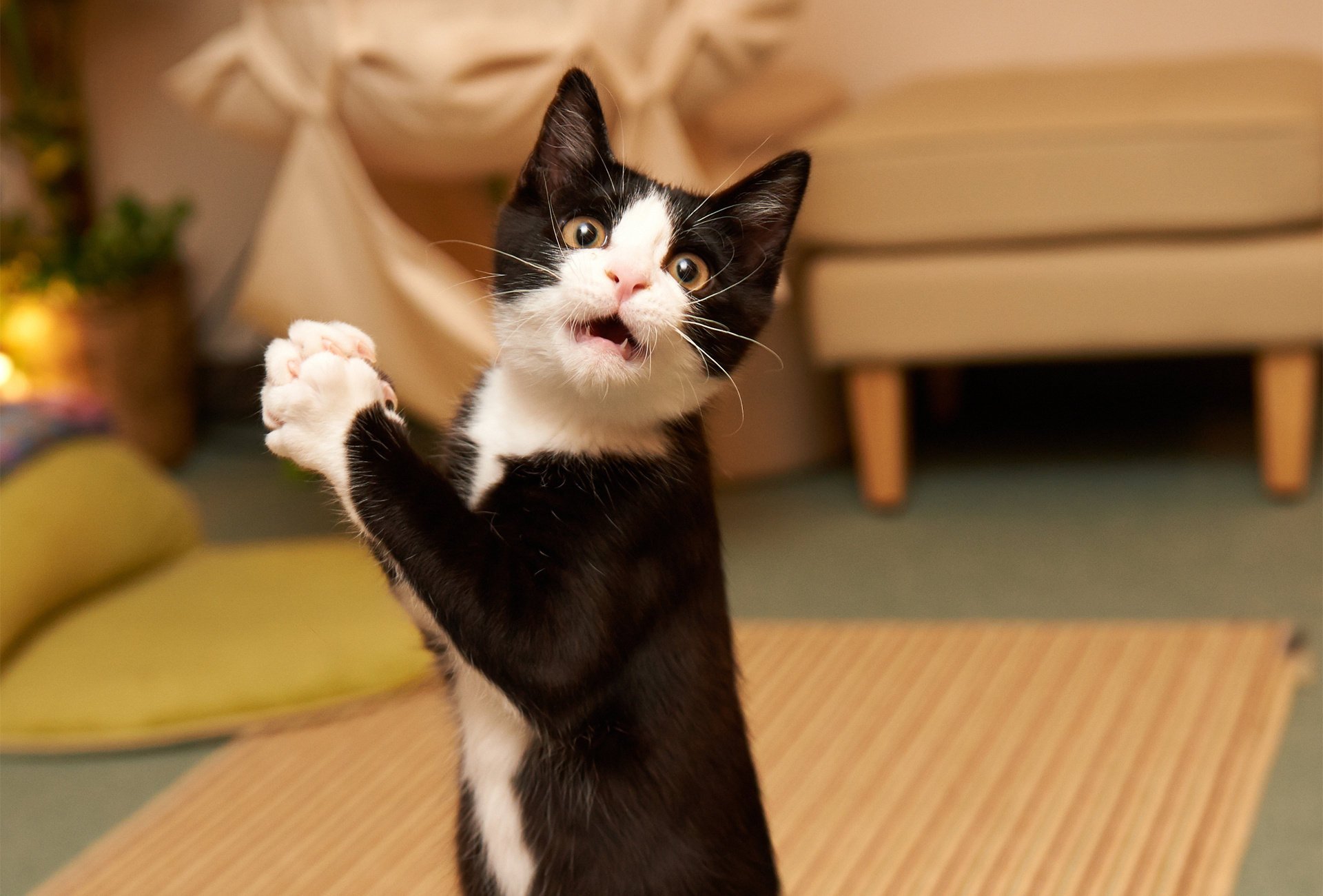 gatto zampe stanza muso gatto bianco e nero muso