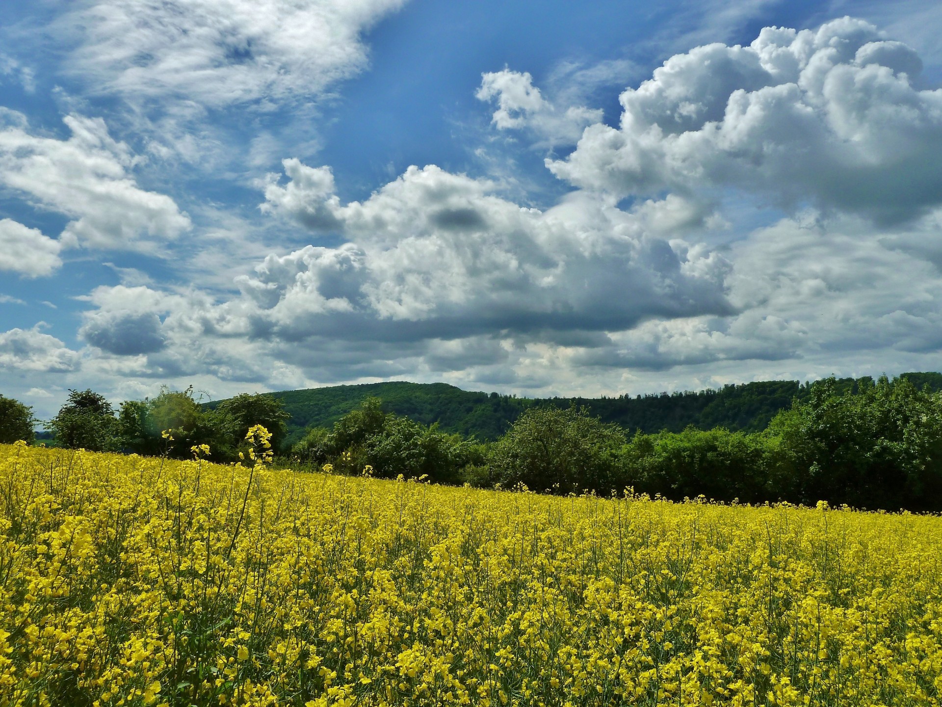 landscape clouds tree flower sky the field