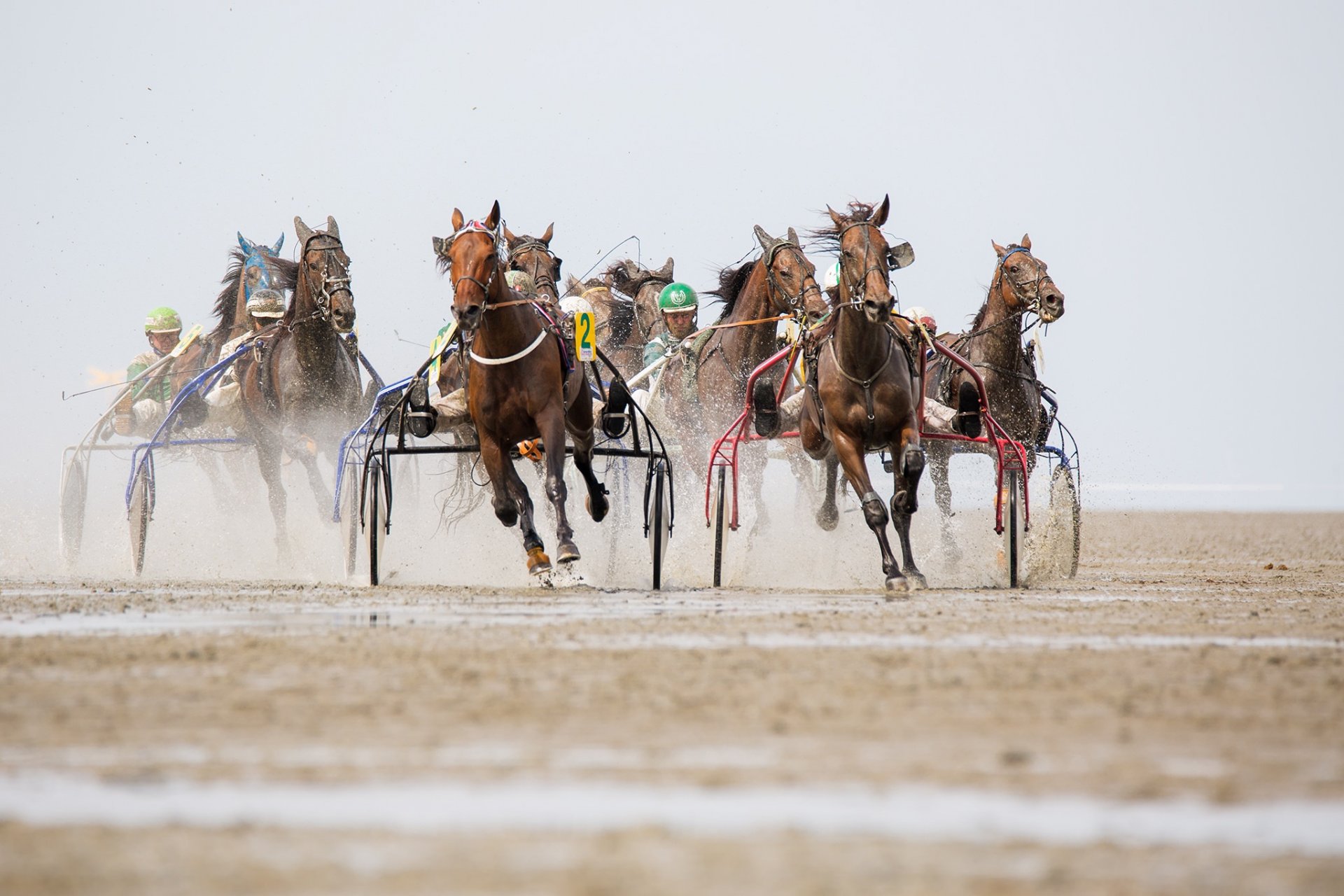 caballos carrera deporte