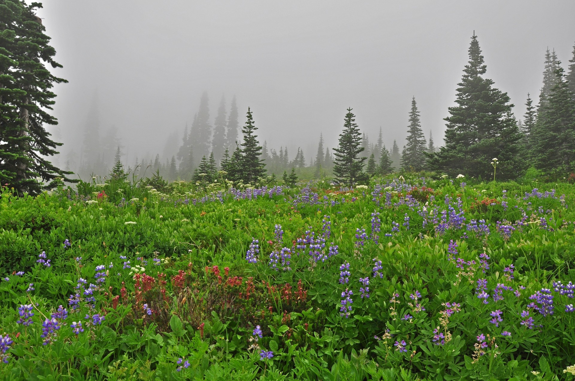 paesaggio persone cucciolo natura alberi nebbia fiori
