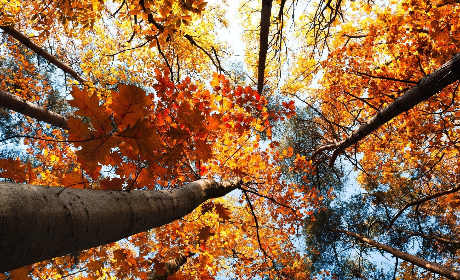 liść natura drzewa las zdjęcie pionowo jesień