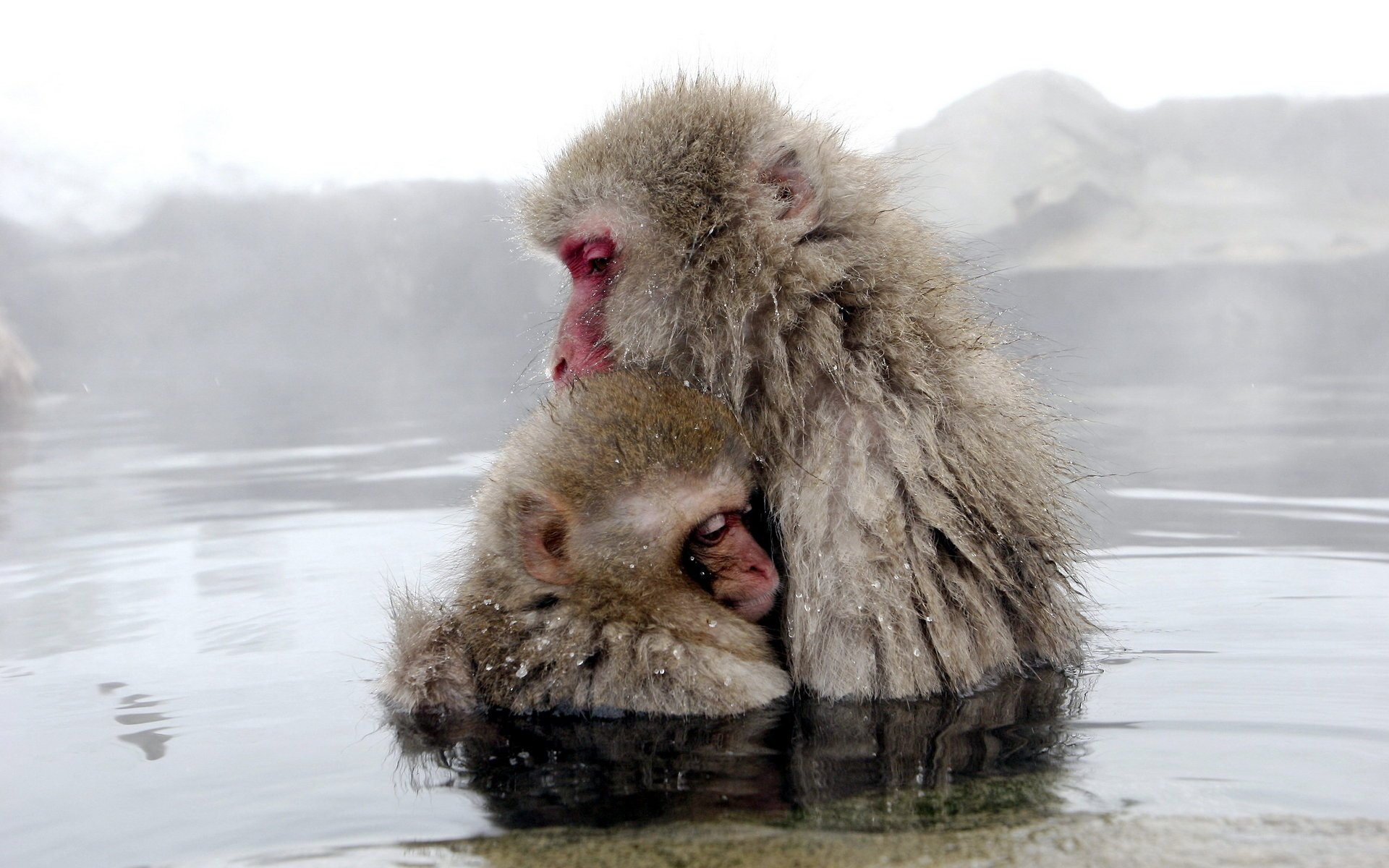 scimmie natura acqua