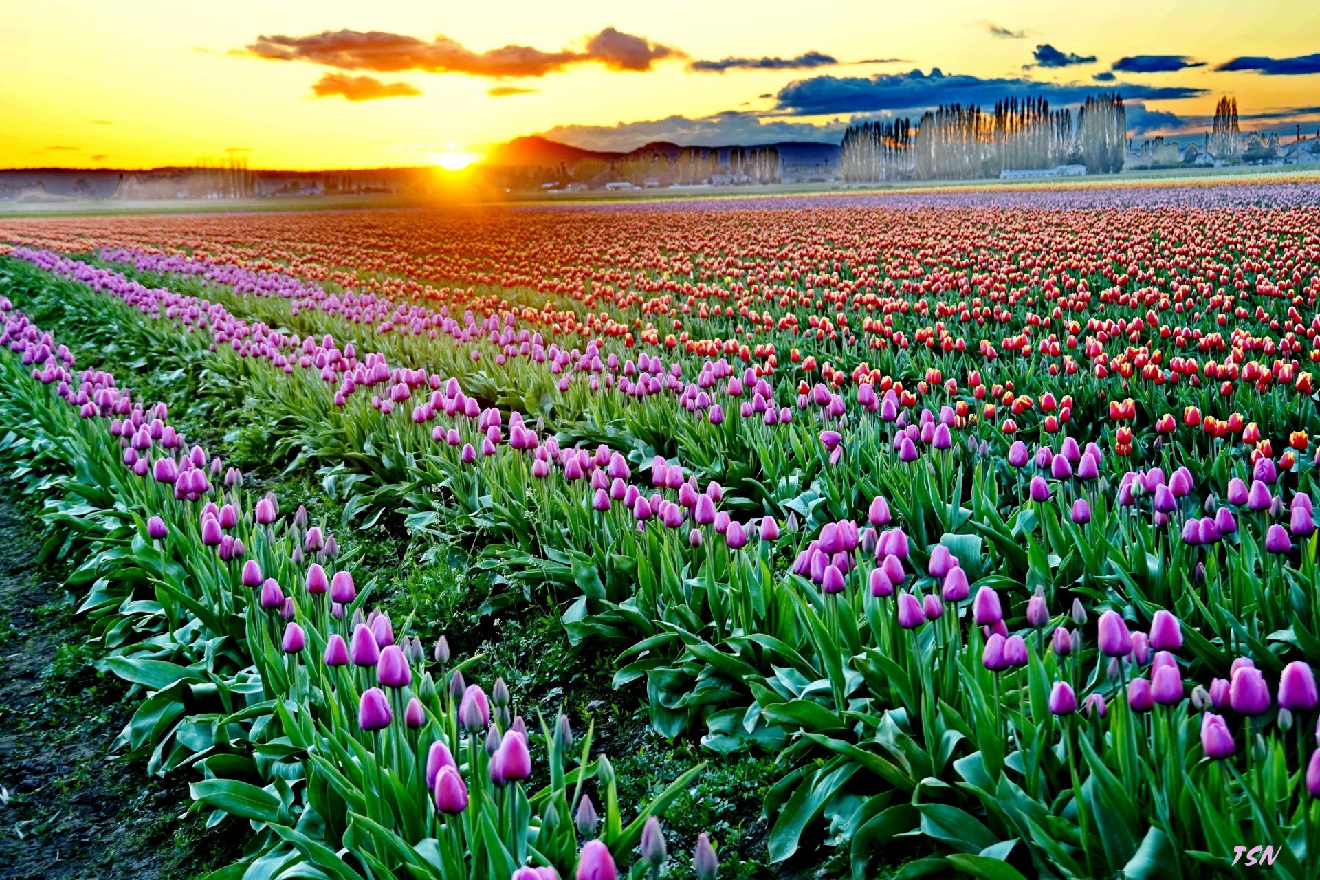 archi tulipano fiori tramonto