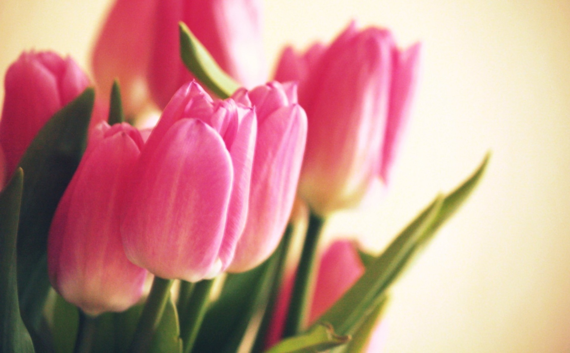 flowers pink tulip flower tulip