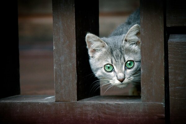 Un gato con ojos verdes Mira a través de una valla