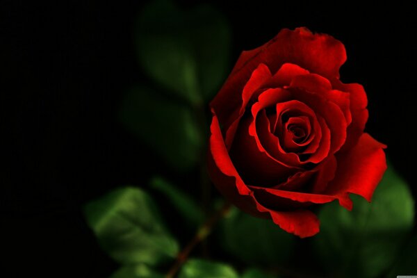 Die rote Rose ist ein Symbol der Schönheit