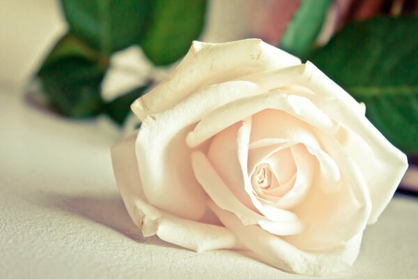 Macro shooting of white rose petals