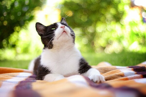 A big black and white cat looks up