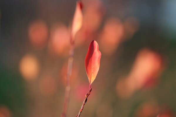 A single leaf on a branch blurred background