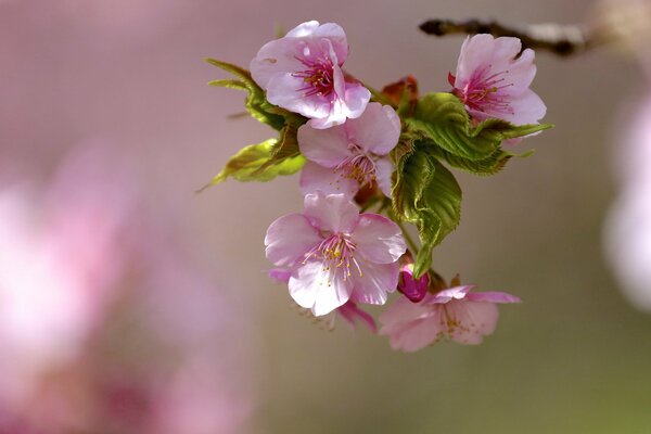 Blooming flowers on a branch close shooting