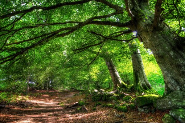 Sentier dans la forêt verte