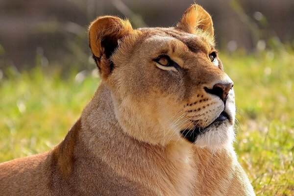 The lioness lies on the field and looks up