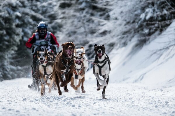 Rennen mit Hunden an einem frostigen Wintertag