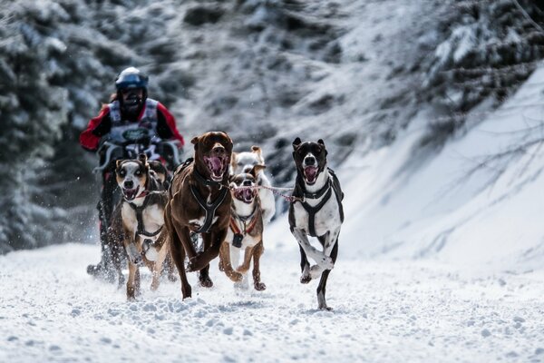 Dog racing on a frosty winter day