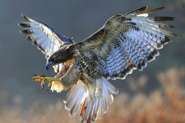 The beauty of nature soko in flight