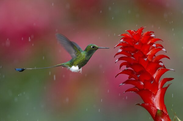 Colibri dans un moment avec une fleur