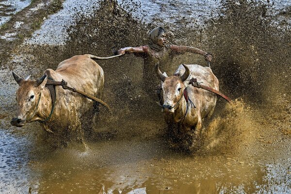 Homme avec des taureaux dans les courses de boue