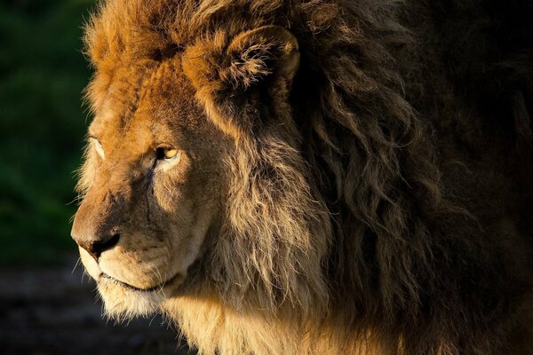 El rey de las bestias León con una mirada seria