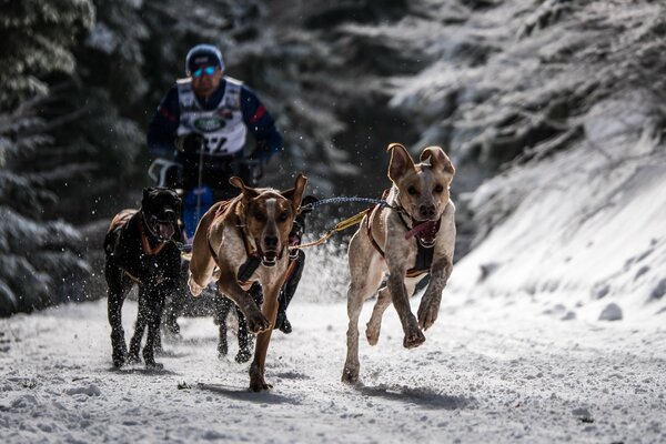 Deporte en la carrera de perros