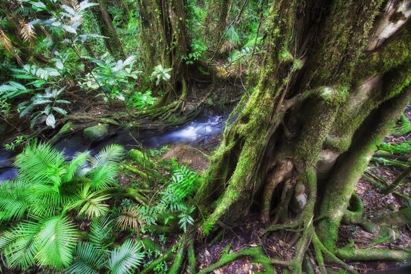 Interesting plants and trees of Australia in Queensland