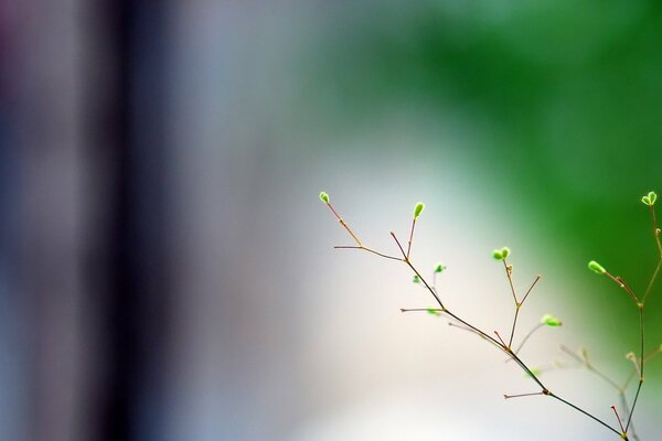 Printemps minimalisme branche macro tir