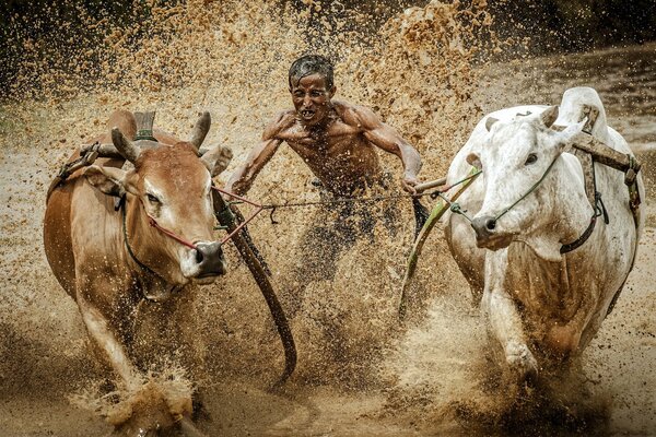 Hombre y toros en el barro