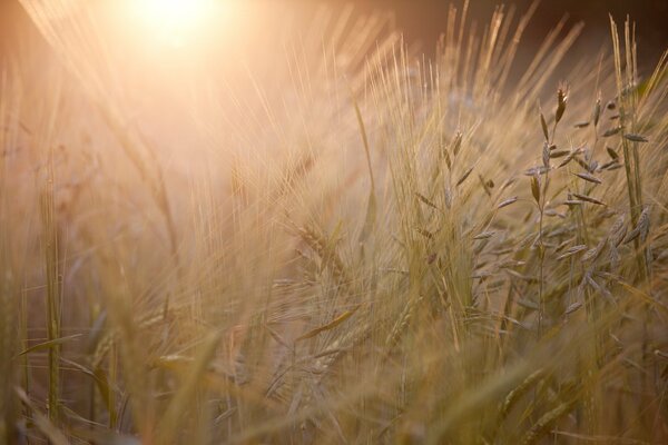 The rays of the departing sun illuminates the ears