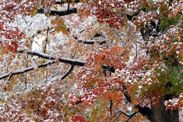 Hojas de otoño bajo la primera nieve