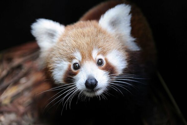 A small and curious red panda