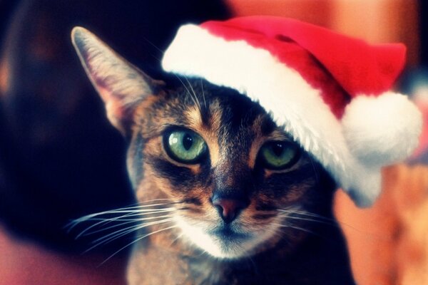 Chat aux yeux verts dans un bonnet de Noël