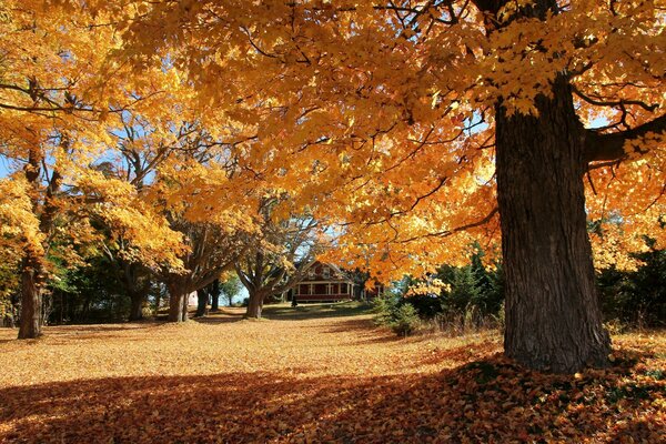 Ojo encanto. Temporada de otoño