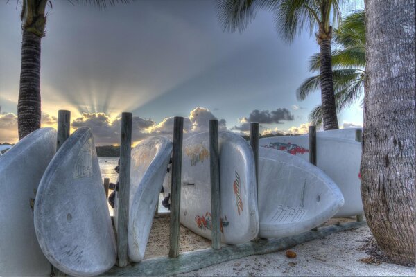 Tablas de surf deportivas cerca de las palmeras