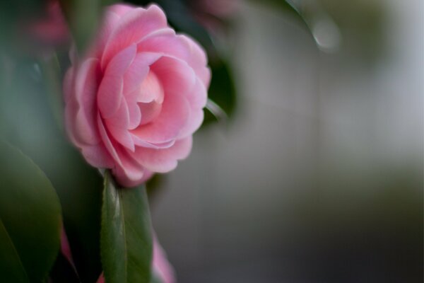 Camellia with petals on a blurry background