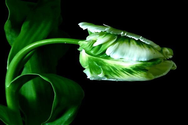 Ungewöhnliche grüne Tulpe auf schwarzem Hintergrund