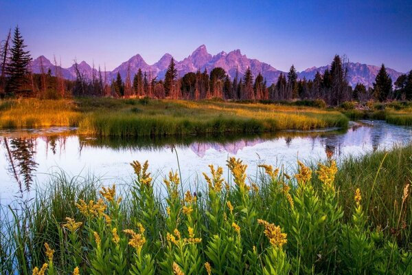 River on the background of forest and mountains