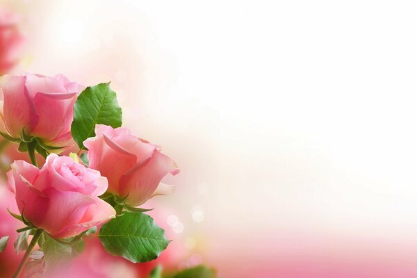 Светло-розовый букет роз для любимой