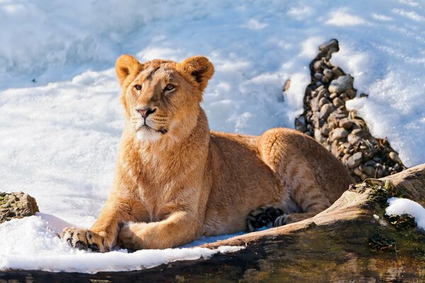 Ein junger Löwe liegt im Schnee