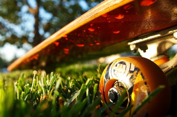 Макро фото скейтборда на мокрой траве