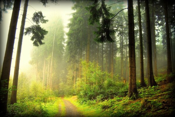 Scenic road in the forest through the fog