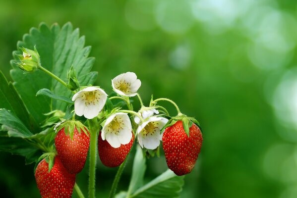 Photo with the image of strawberries and green leaves