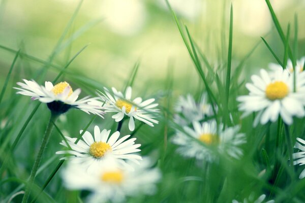 Marguerites blanches dans un champ vert