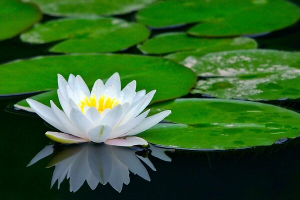 Fleur de nénuphar sur l étang