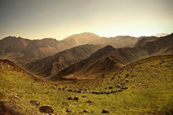 A flock of sheep cross a mountainous terrain