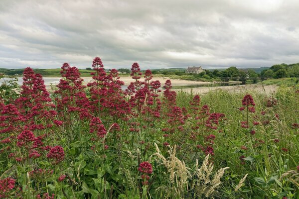 Bellissimi fiori selvatici nei campi Dell Irlanda Del Nord della contea di Antrim