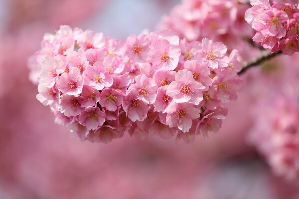 Ein Zweig des japanischen Rosenbaums