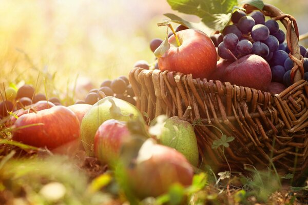 Fruit basket of apples and grapes on the grass