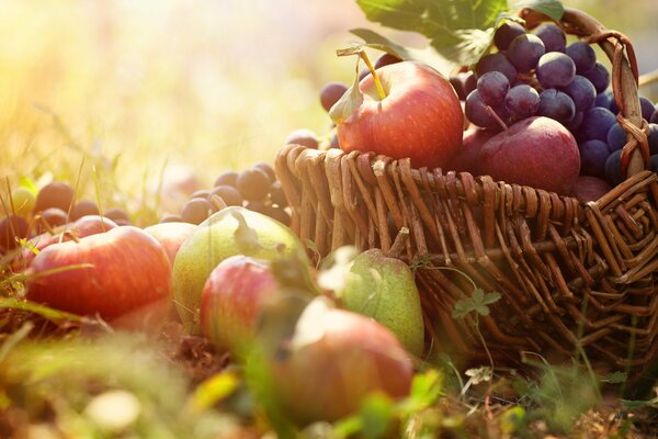 Cesto di frutta di mele e uva sull erba